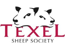 British texel sheep society 400 x 300