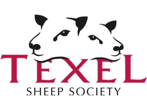 British texel sheep society 400 x 300