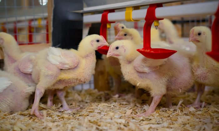 Chicks at SRUC Poultry Unit