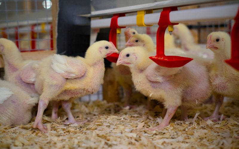Chicks at SRUC Poultry Unit