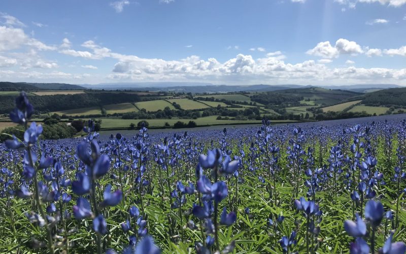 Lupins in a field