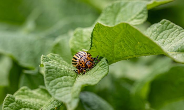 Crop protection (2) 1 (1)