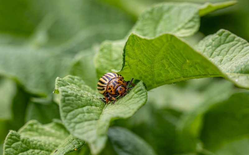 Crop protection (2) 1 (1)