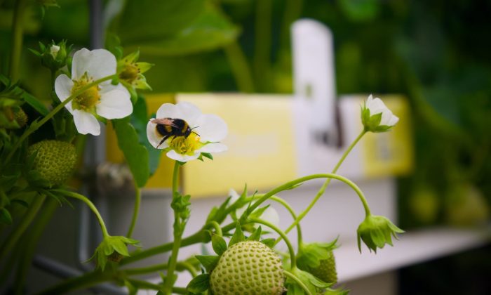 DSC00266 Bee on flower