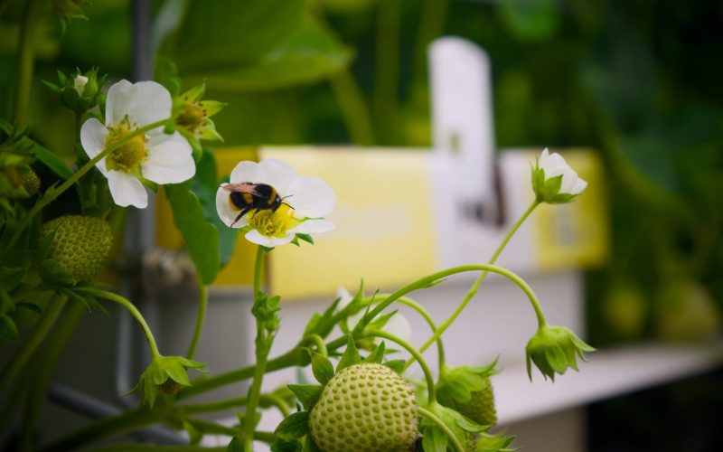 DSC00266 Bee on flower
