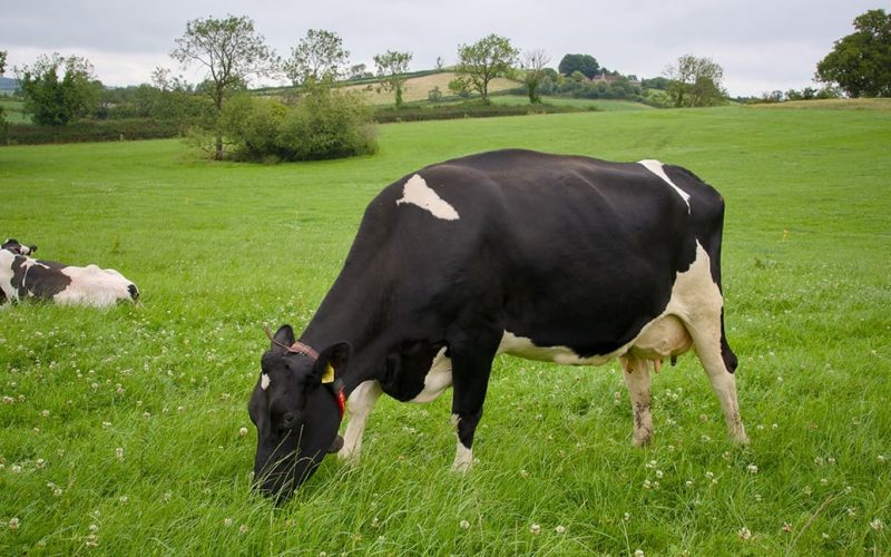DSC06225-Cows-grazing
