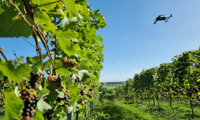 Drone-in-a-vineyard
