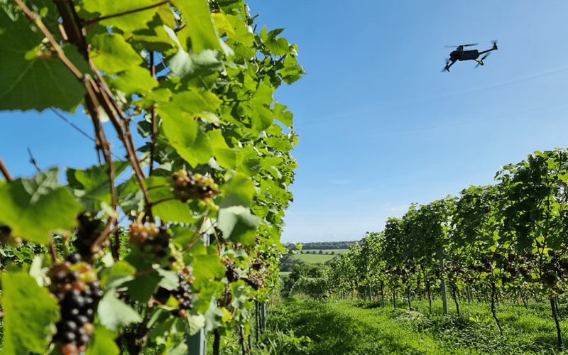 Drone-in-a-vineyard