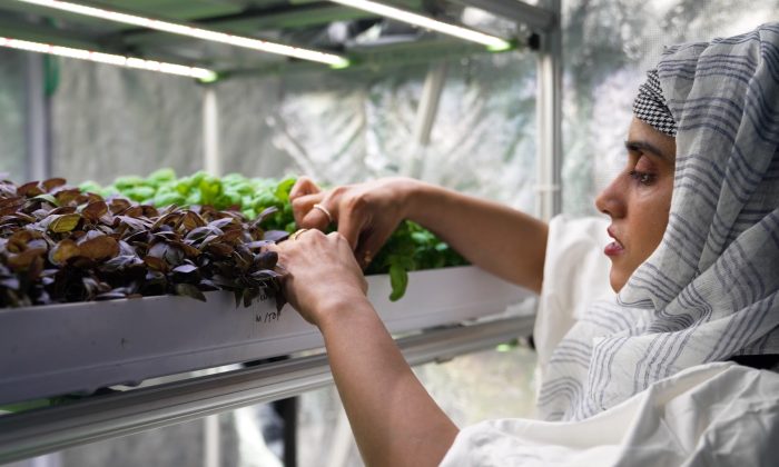 Accelerating agri-tech: GelPonics