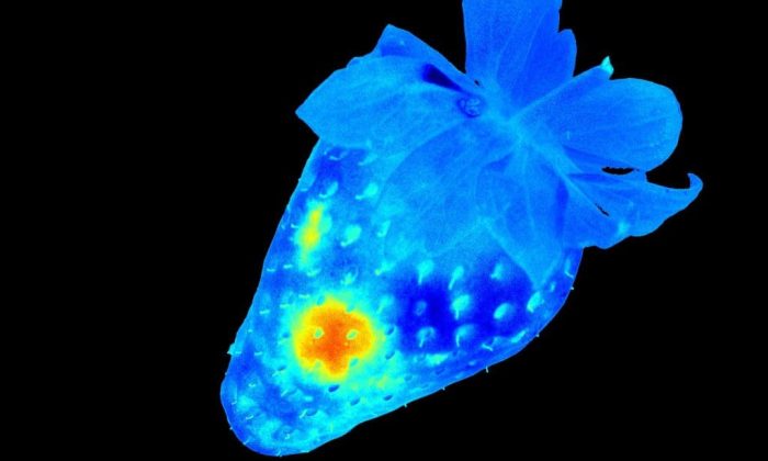 IMG-StrawberryImage2-19march2018-1024x1024