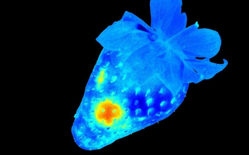 IMG-StrawberryImage2-19march2018-1024x1024