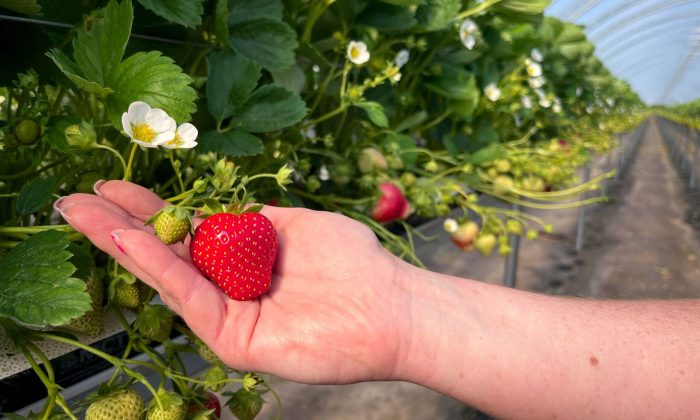 IMG_6298 Fruit in hand (wider)