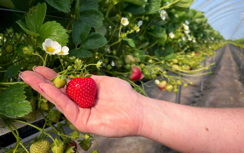 IMG_6298 Fruit in hand (wider)