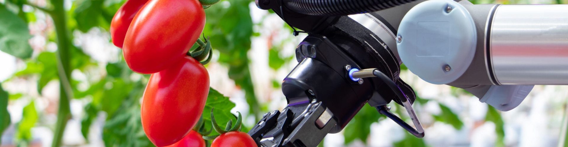 Tomato Greenhouse | Robotics & Autonomous | | UK Agri-Tech Centre | accelerating innovative agricultural technology
