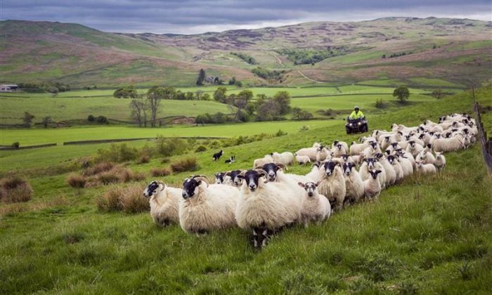 Ruminant expertise | UK Agri-Tech Centre | Farming innovation