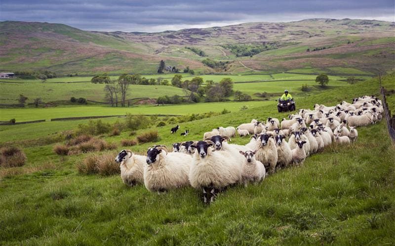 Ruminant expertise | UK Agri-Tech Centre | Farming innovation