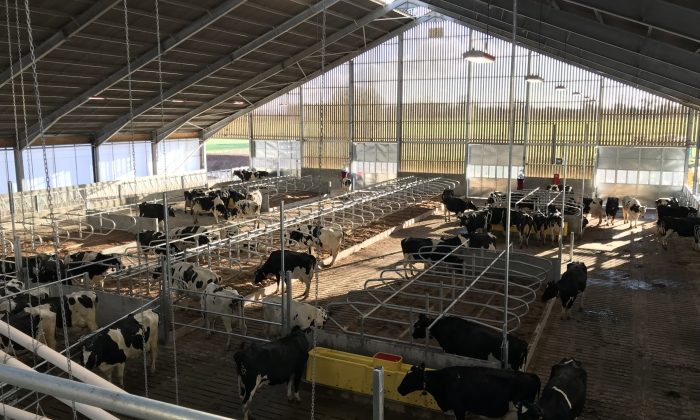 Photo 04-12-2017, 11 55 43 (1)