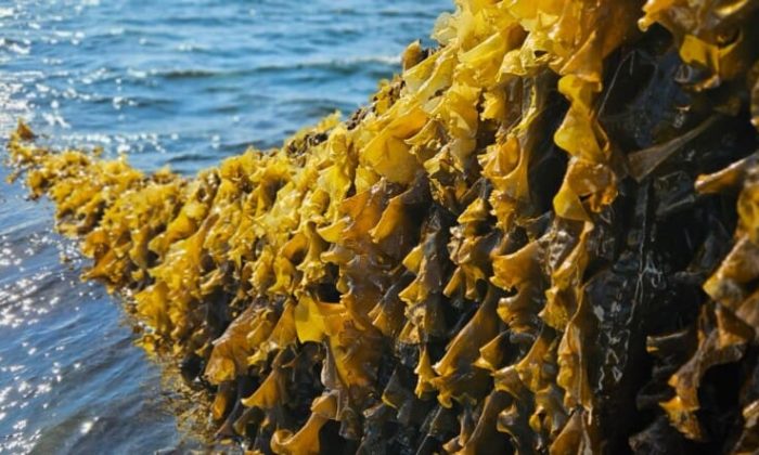 Seaweed