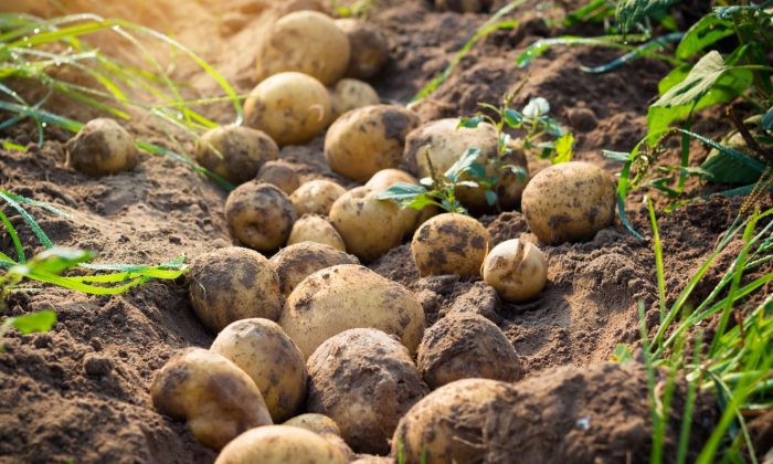 Potatoes in field