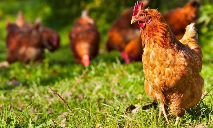 Freerange poultry | Monogastric expertise | UK Agri-Tech Centre | farming innovation