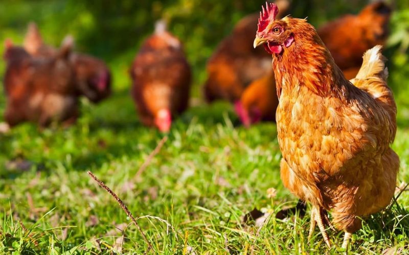 Freerange poultry | Monogastric expertise | UK Agri-Tech Centre | farming innovation