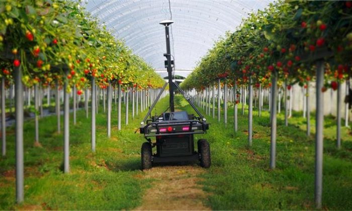 Project insight strawberry monitoring