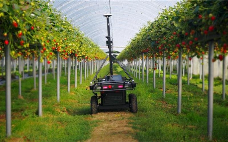 Project insight strawberry monitoring
