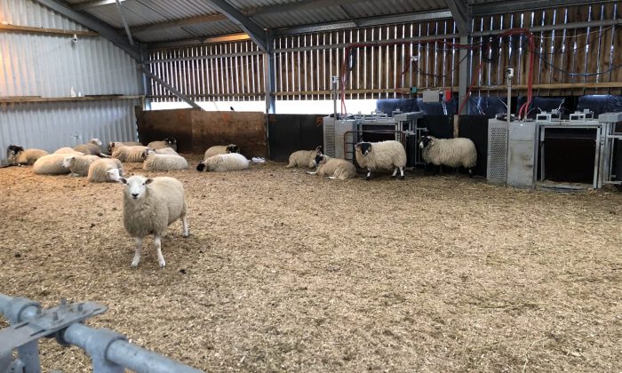 SRUC Sheep Feeders 0014