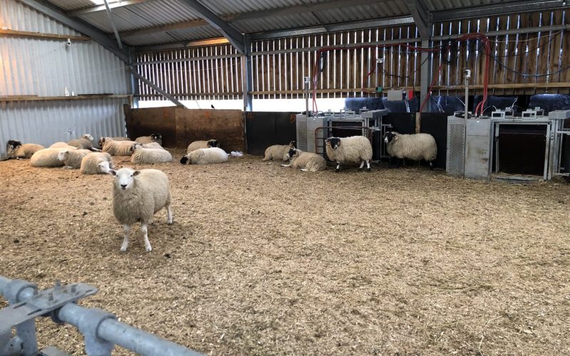 SRUC Sheep Feeders 0014
