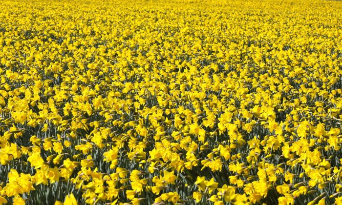 SWNS_DAFFODIL_FIELDS_26-scaled