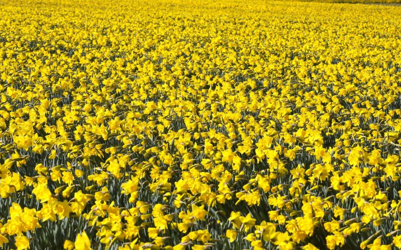 SWNS_DAFFODIL_FIELDS_26-scaled
