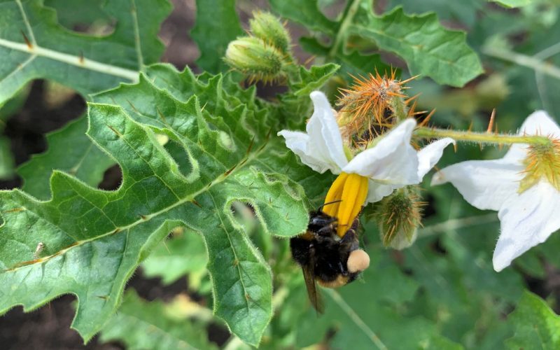 Bee on flower | Biodiversity management | UK Agri-Tech Centre | sustainable farming