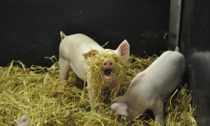Straw enrichment SRUC