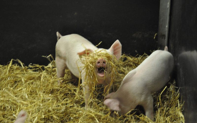Straw enrichment SRUC