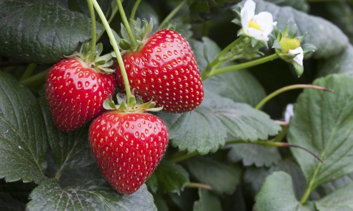 Strawberries - Angus Soft Fruits 1