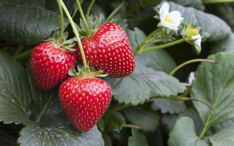 Strawberries - Angus Soft Fruits 1