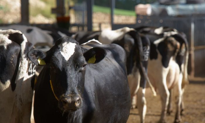 Dairy cow | animal health & welfare | UK Agri-Tech Centre