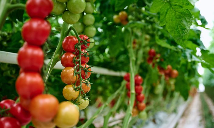 Tomatoes landscape 2