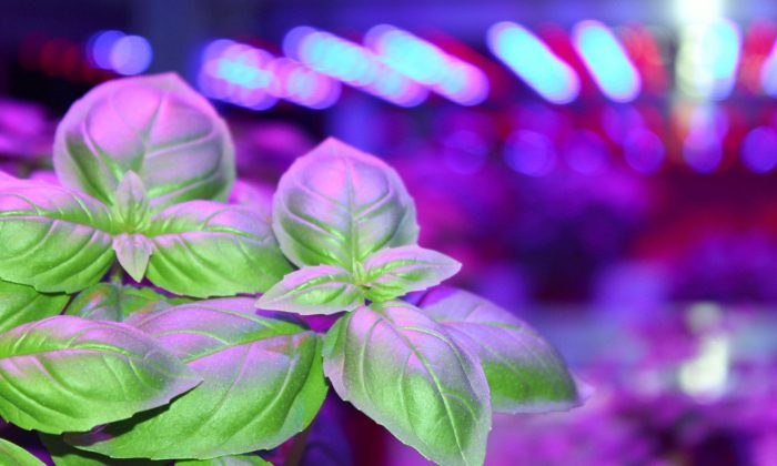 basil-medium-closeup-blurred-background