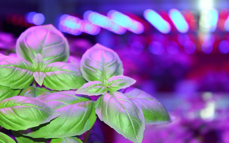 basil-medium-closeup-blurred-background