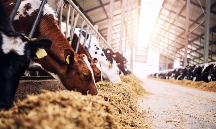 Group of cows at cowshed eating hay or fodder on dairy farm.