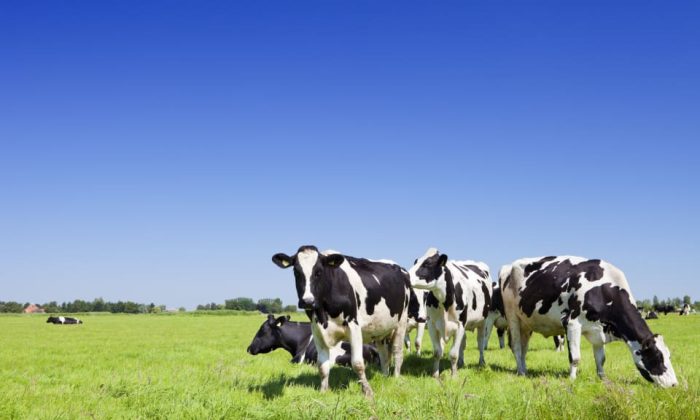 Black,And,White,Cows,In,A,Grassy,Field,On,A