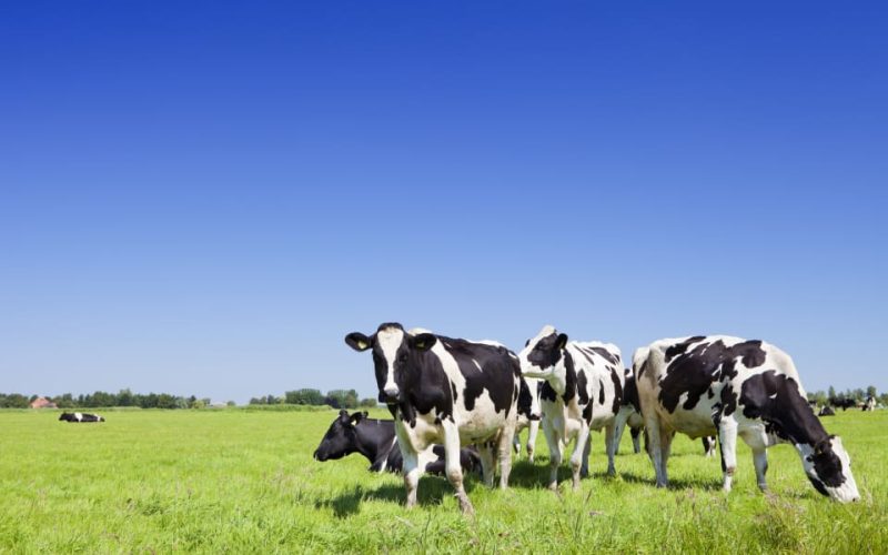 Black,And,White,Cows,In,A,Grassy,Field,On,A