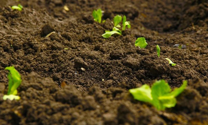 Green shoots | Horticulture growing media | UK Agri-Tech Centre expertise | farming innovation