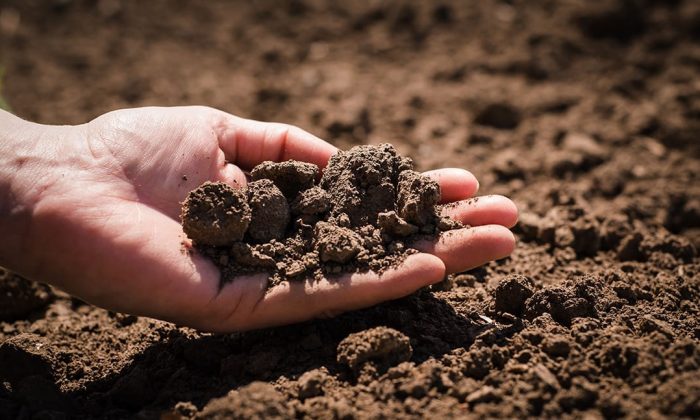 Hand holding soil | healthy soil | UK Agri-Tech Centre | sustainable farming innovation