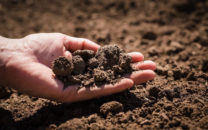 Hand holding soil | healthy soil | UK Agri-Tech Centre | sustainable farming innovation