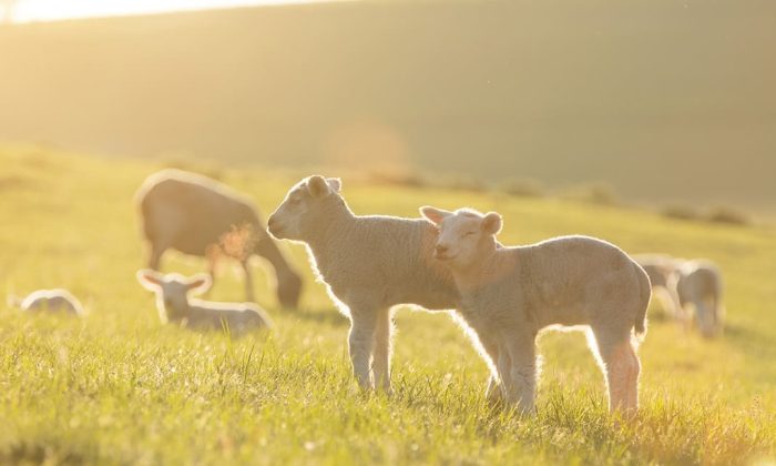 cute little lambs on fresh green meadow during sunrise