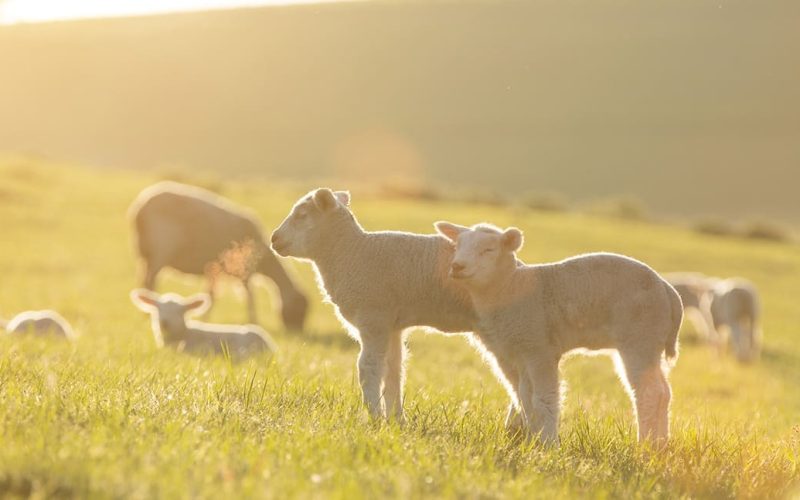 cute little lambs on fresh green meadow during sunrise