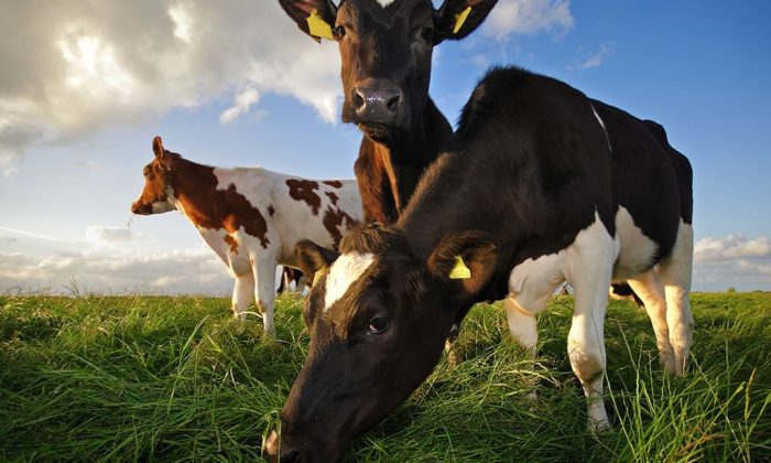 Livestock expertise | UK Agri-Tech Centre