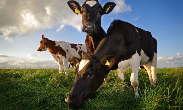 grazing cows in the Netherlands